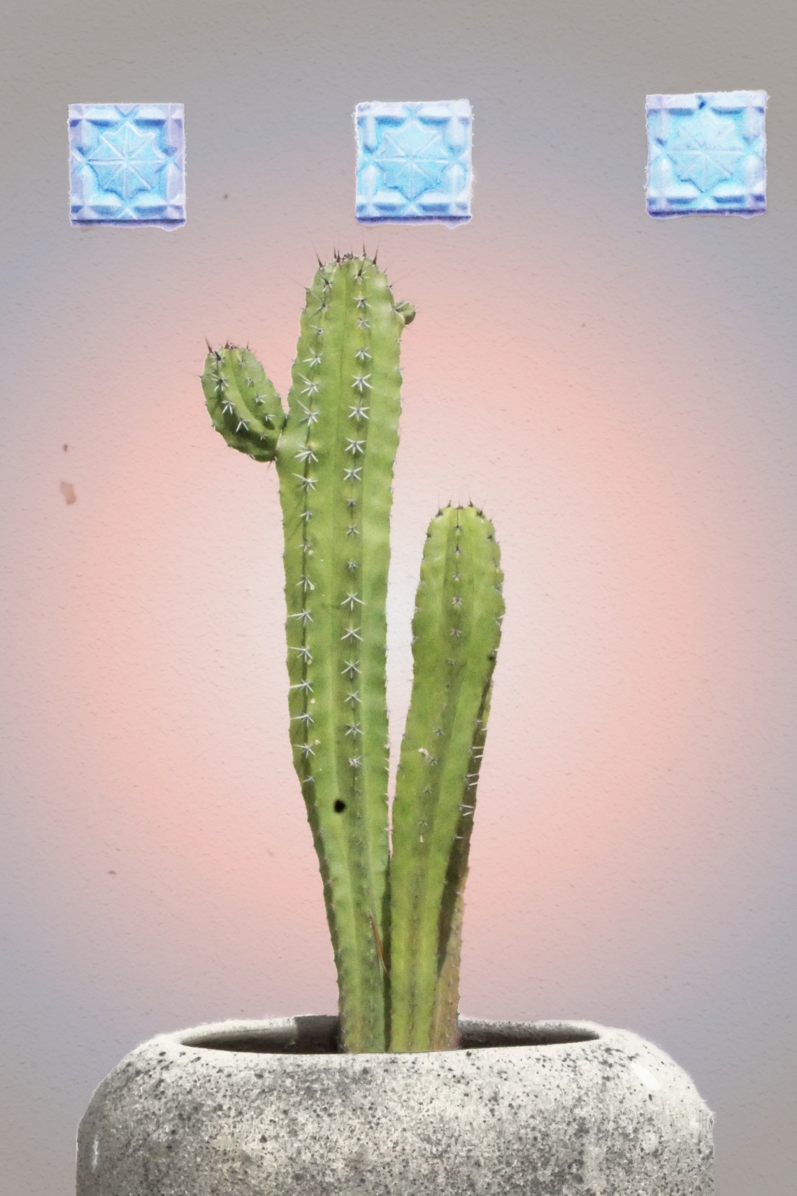 00-cactus-DSC03103_A.jpg