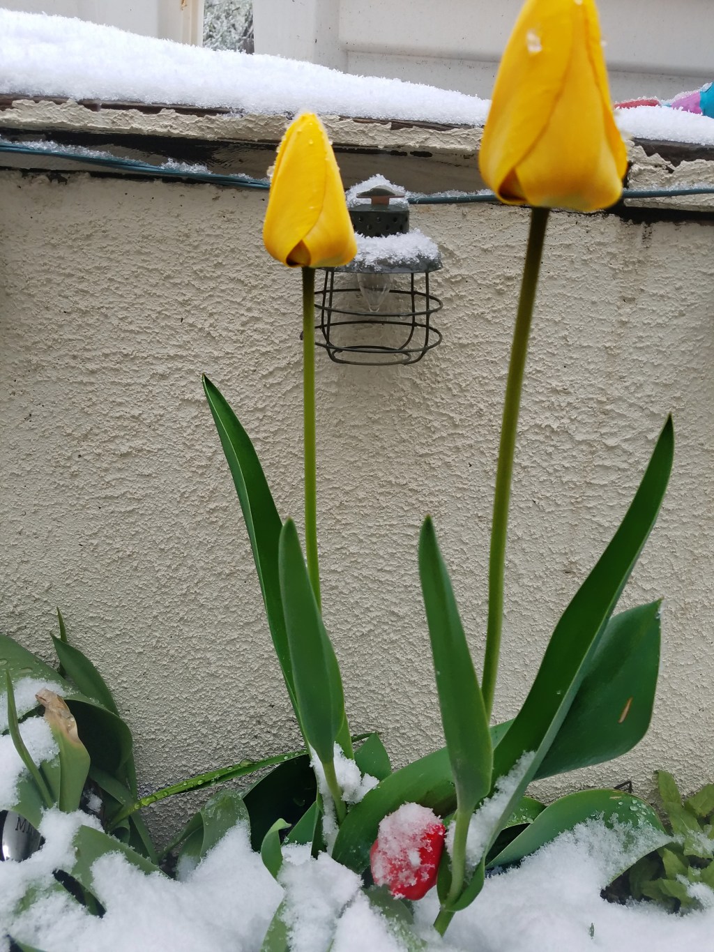 Weekly Weather –&nbsp;Spring