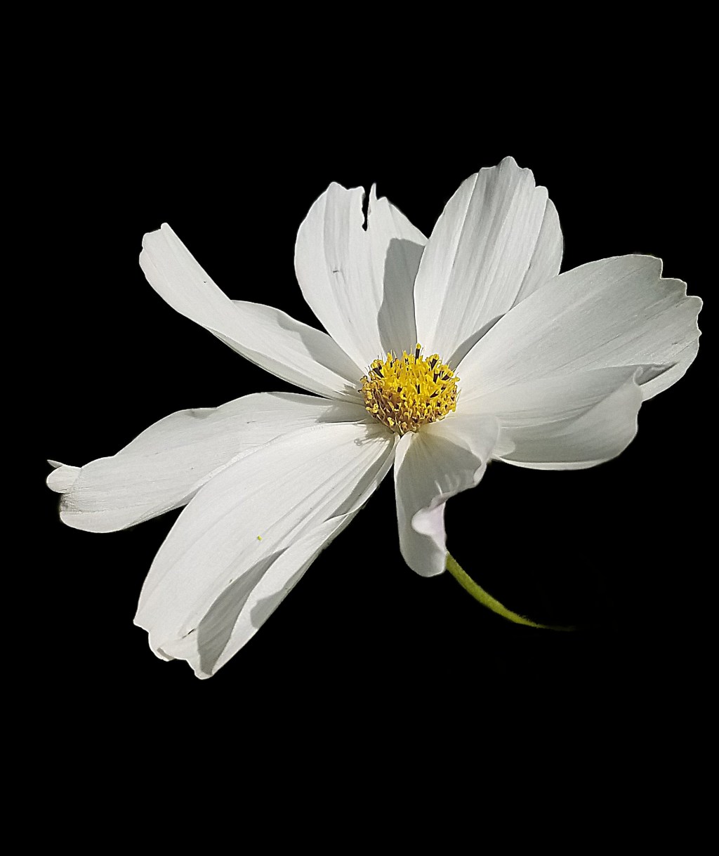 Flower of the Day – October 7,&nbsp;2017-Coreopsis