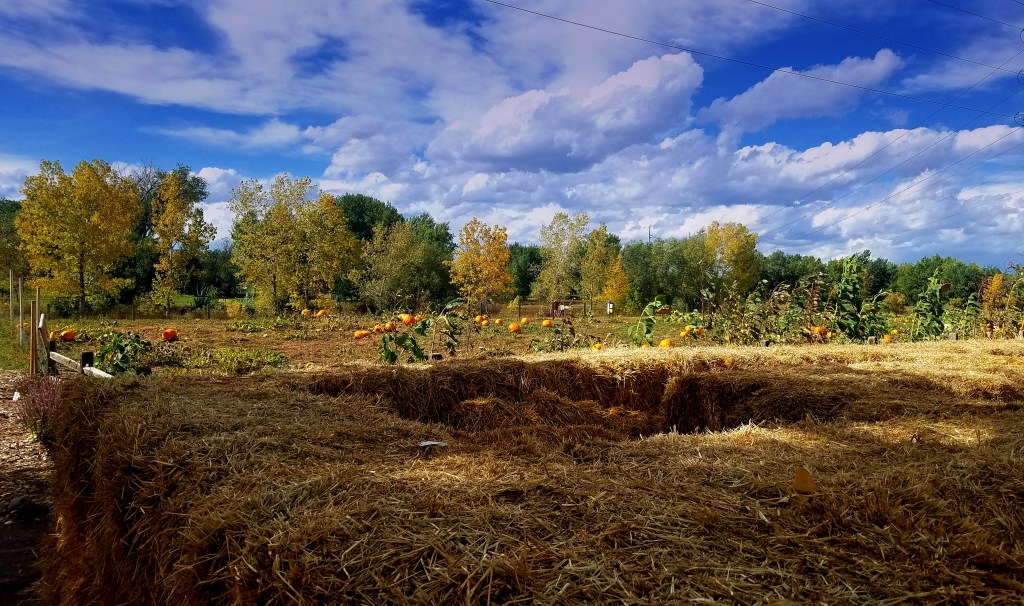 JNW’s Halloween Challenge-Corn&nbsp;Maze