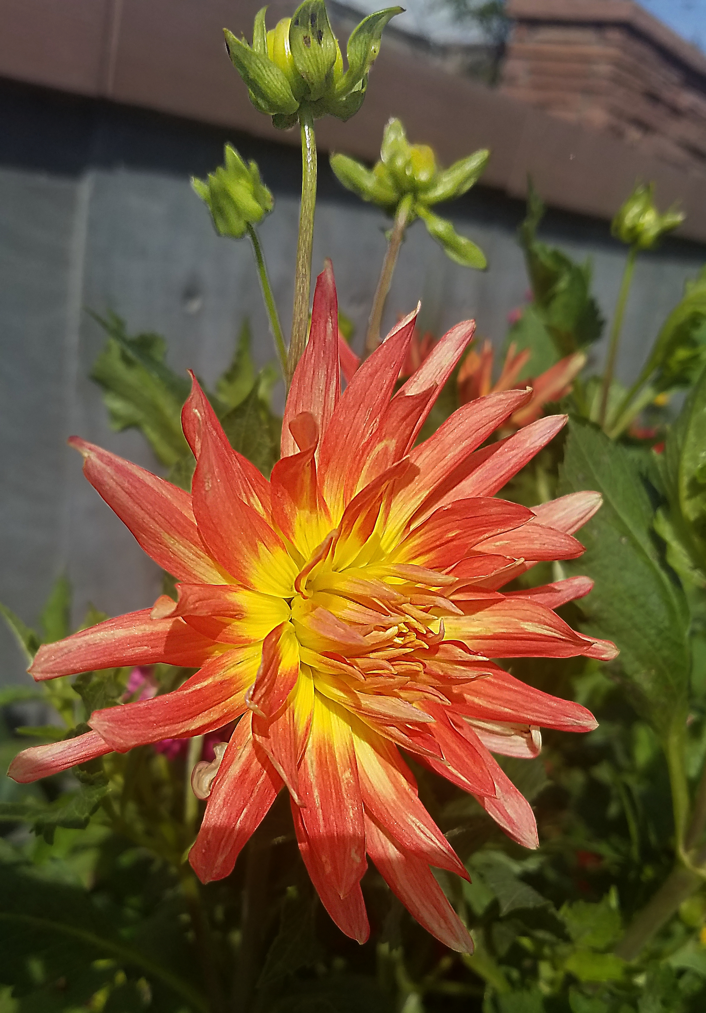 00-Dahlia-20170930_112438_