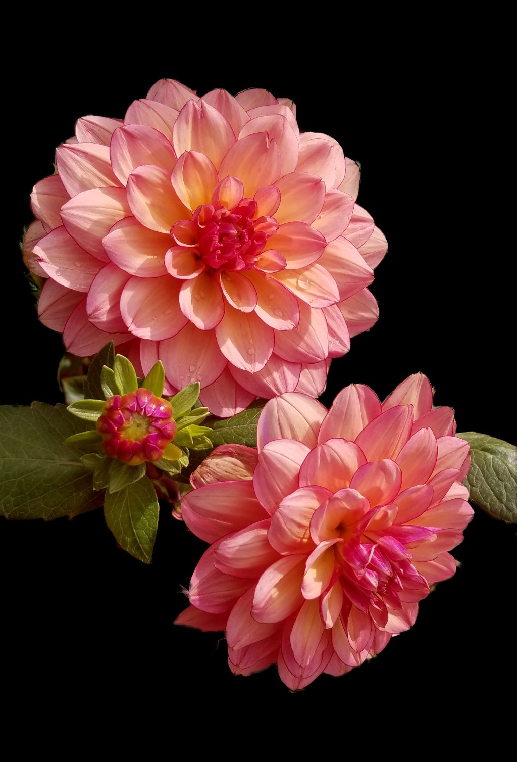 Flower of the Day – October 2,&nbsp;2017-Dahlia