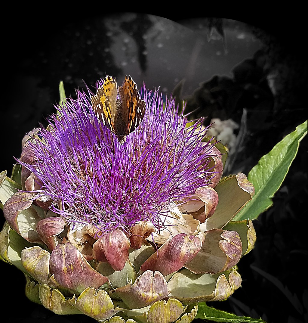 Flower of the Day – October 25,&nbsp;2017