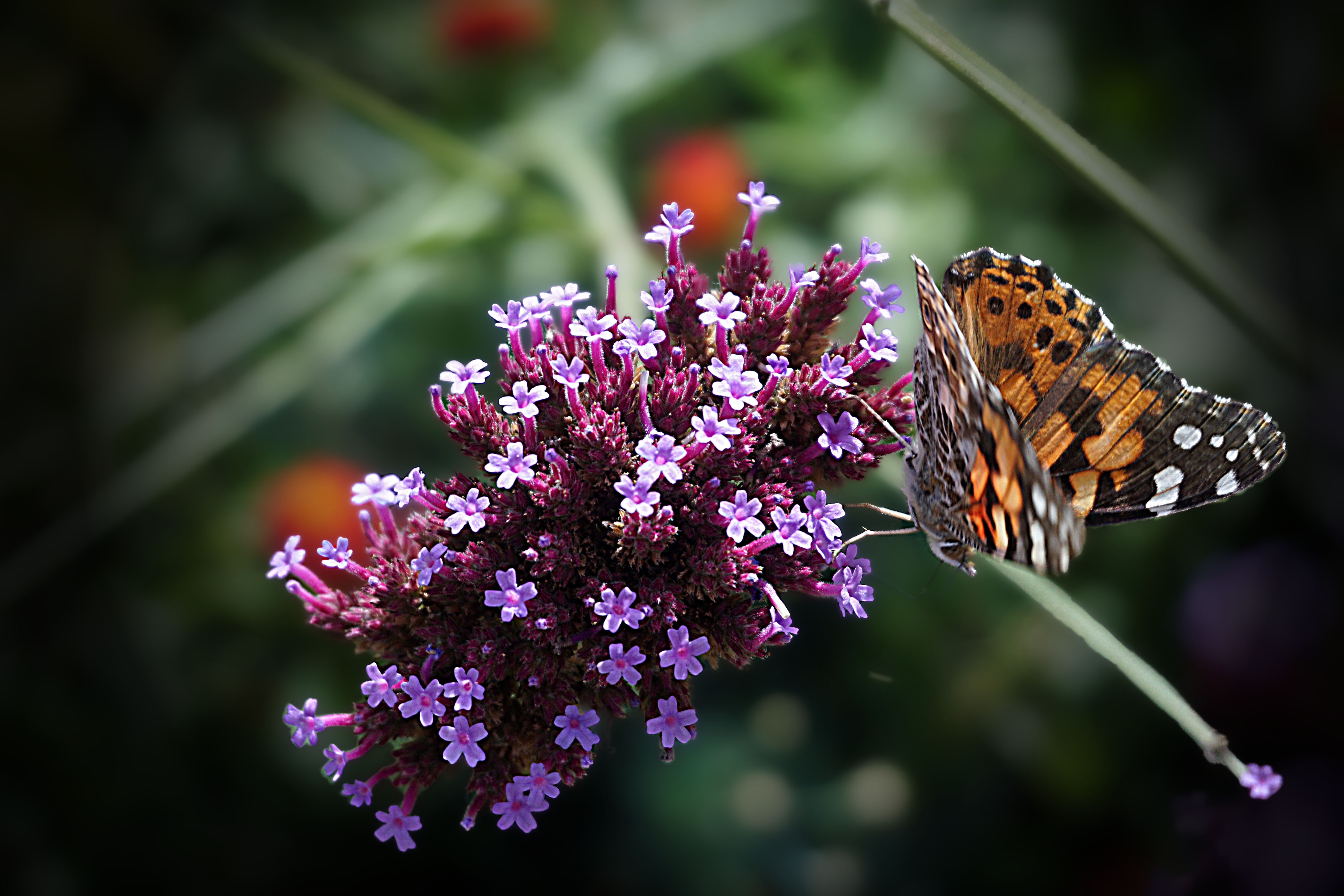 00-Floral-butterflybush-DSC03082A