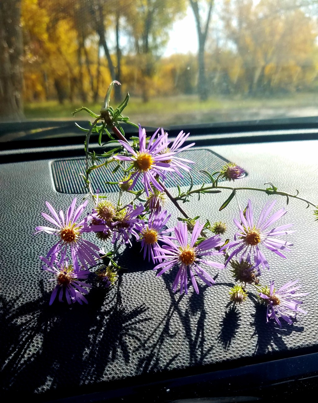 Flower of the Day – Oct 15 –&nbsp;Asters