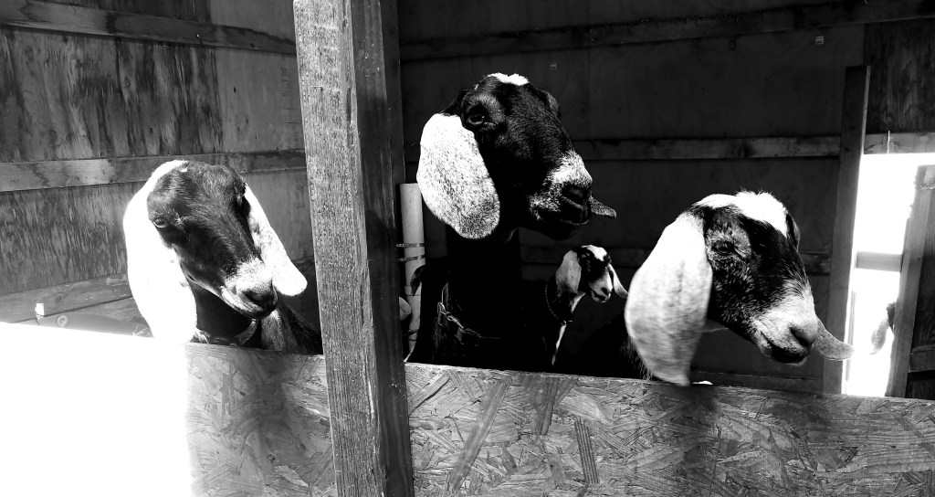 CB&W:  All things Farm&nbsp;Related