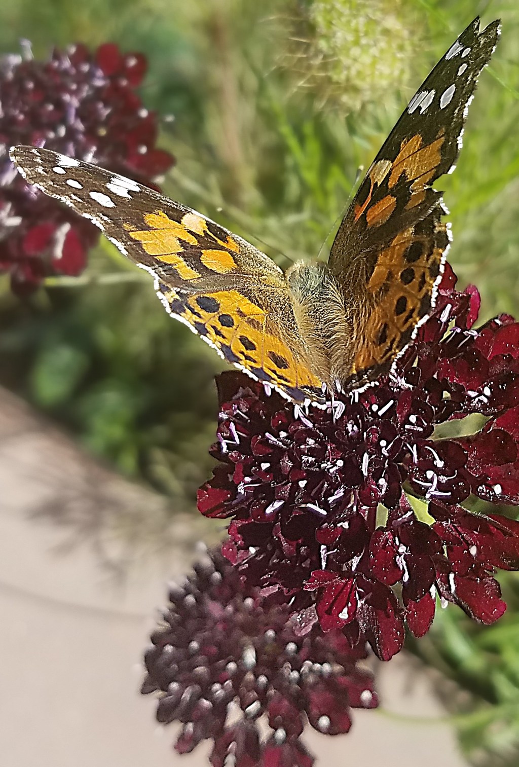 Flower of the Day – October 9,&nbsp;2017