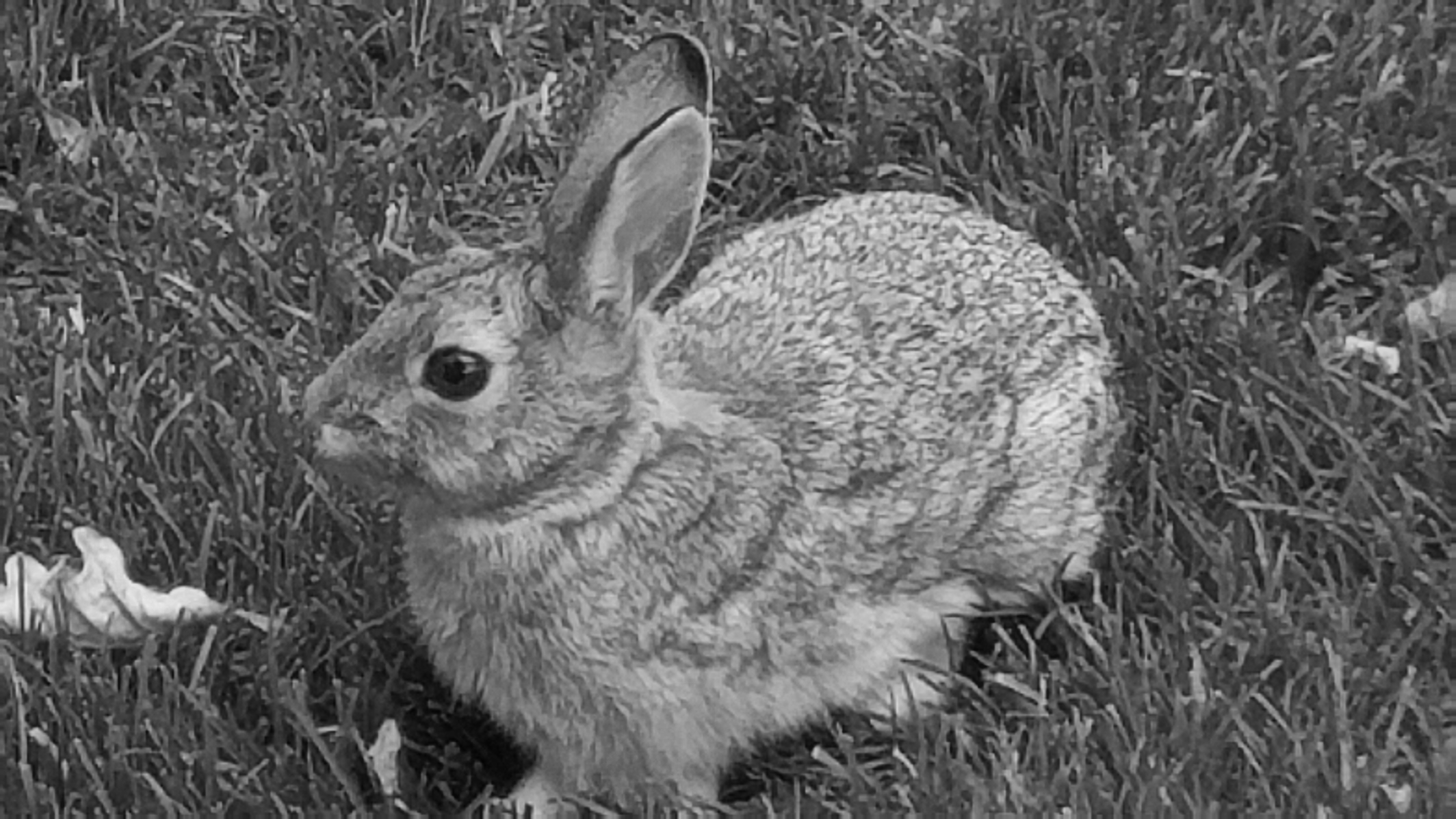 00-Rabbitt-20171001_1AA
