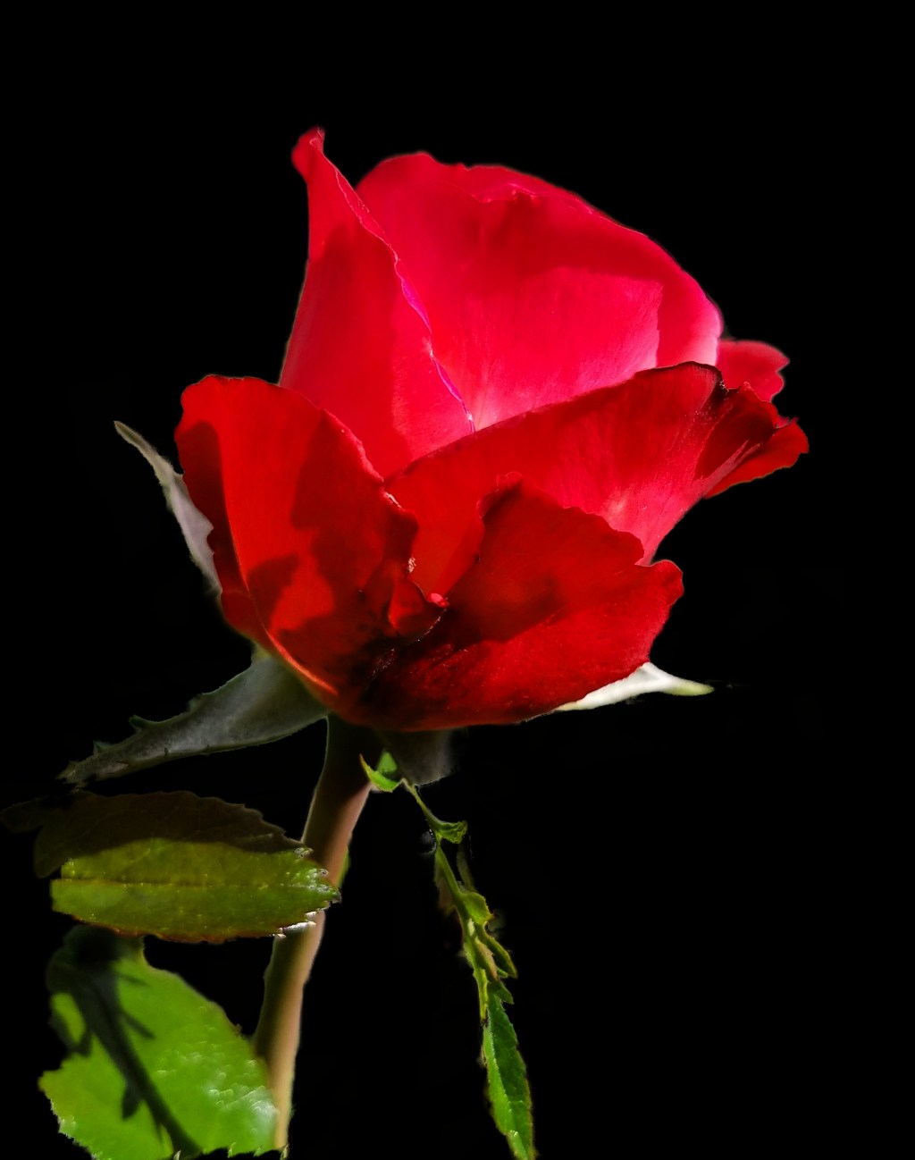 Flower of the Day – October 29, 2017 –&nbsp;Rose