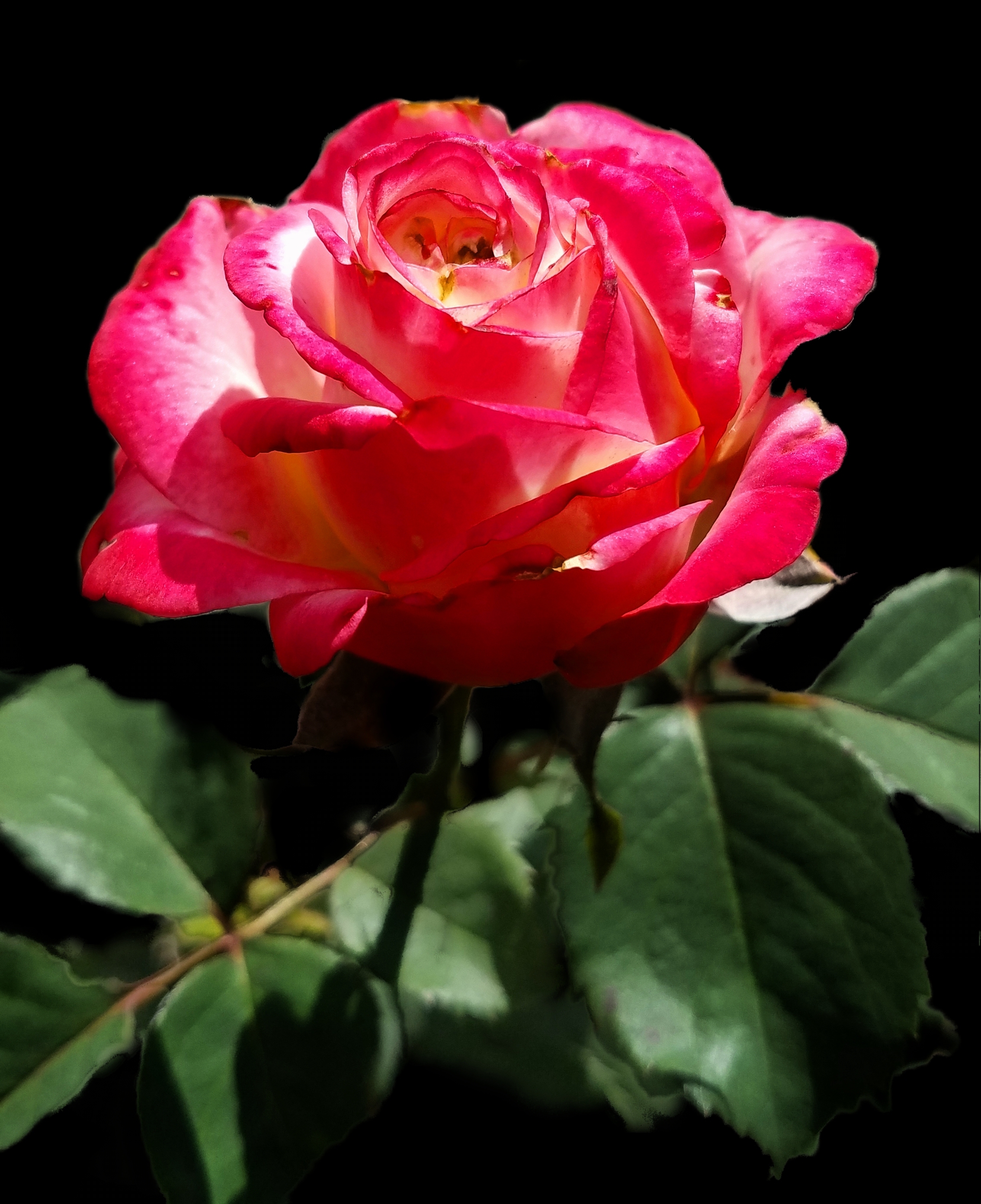 00-Rose-20171001_140158_37408042252_A