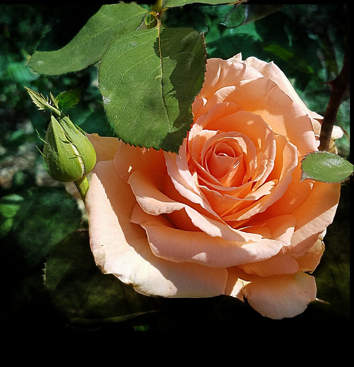 00-Rose-20171001_140223_A