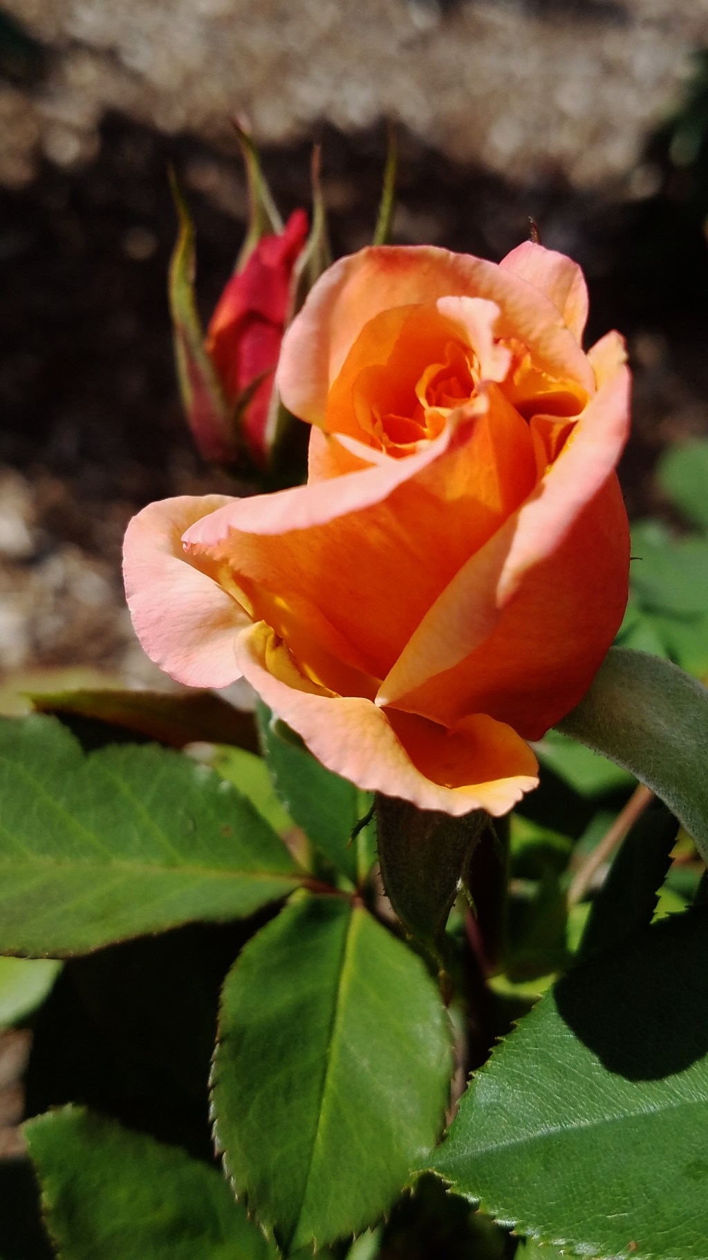 Flower of the Day – October 12,&nbsp;2017-Rose