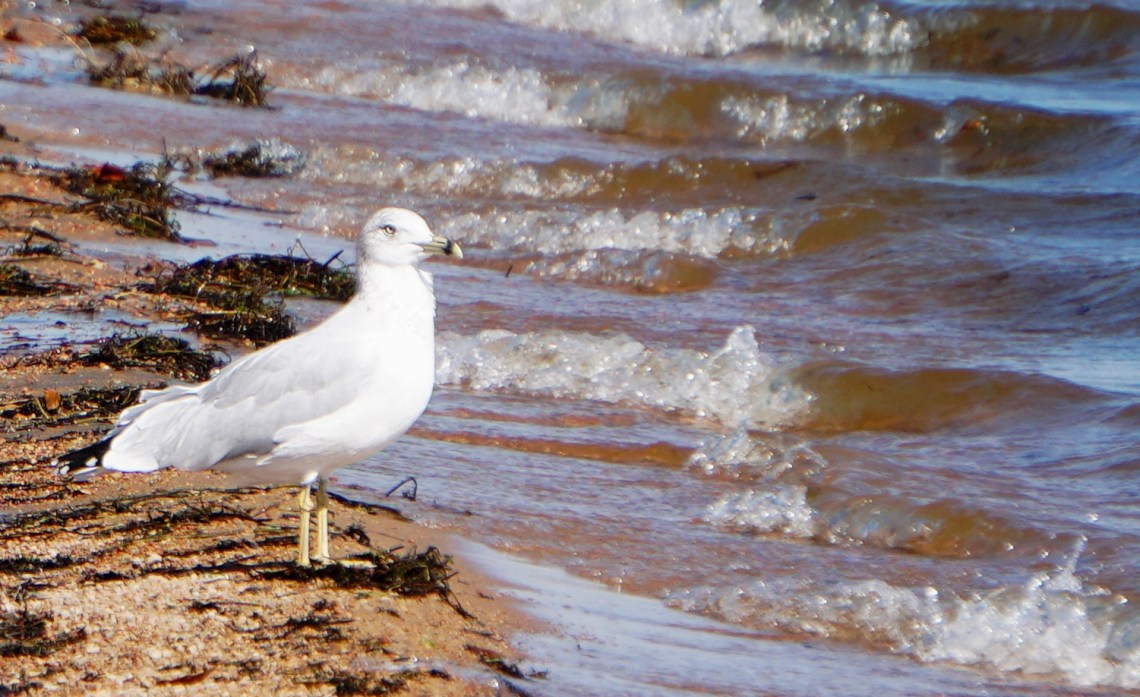 00-seagull-DSC03448_pe