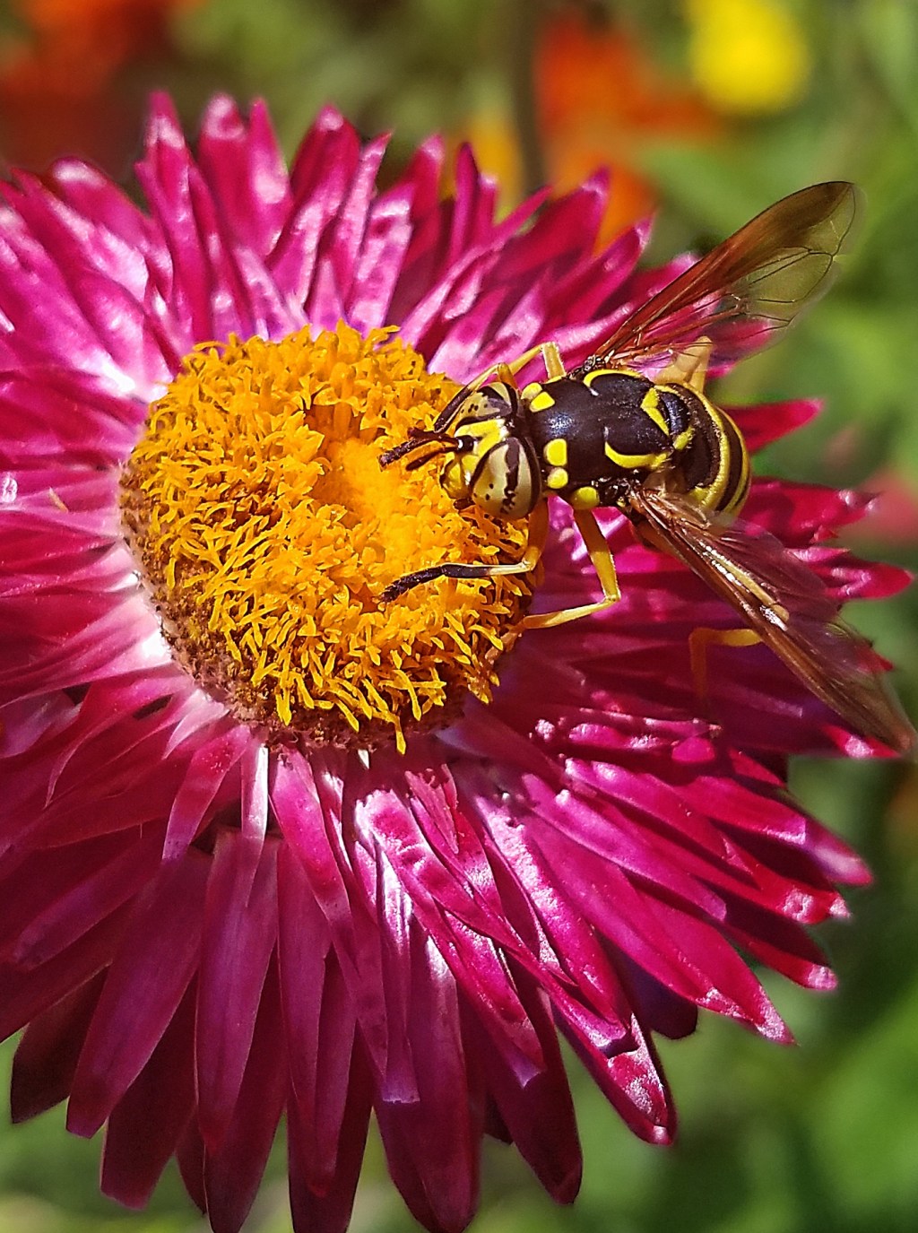 Flower of the Day – October 11, 2017&nbsp;–Strawflowers