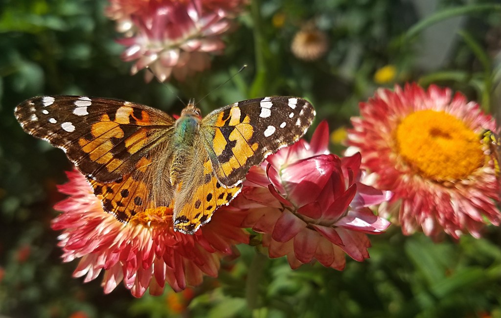 Strawflowers and Butterflies