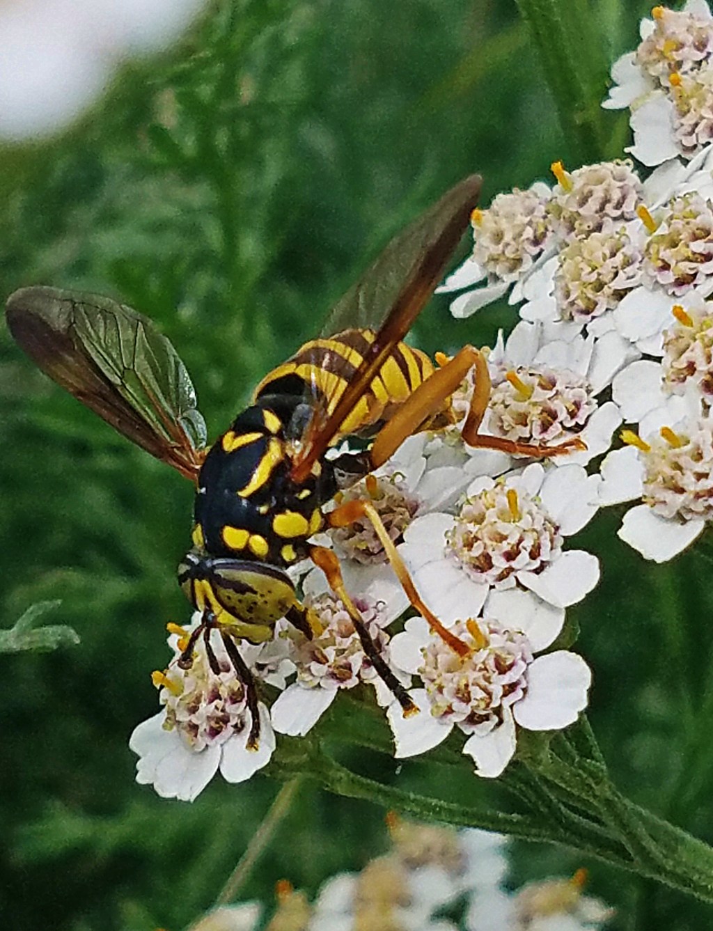 Roda’s Critter Connection&nbsp;Challenge