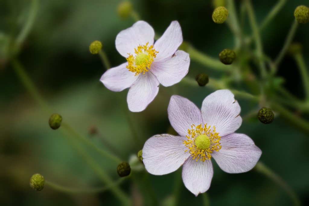 Flower of the Day – October 18,&nbsp;2017