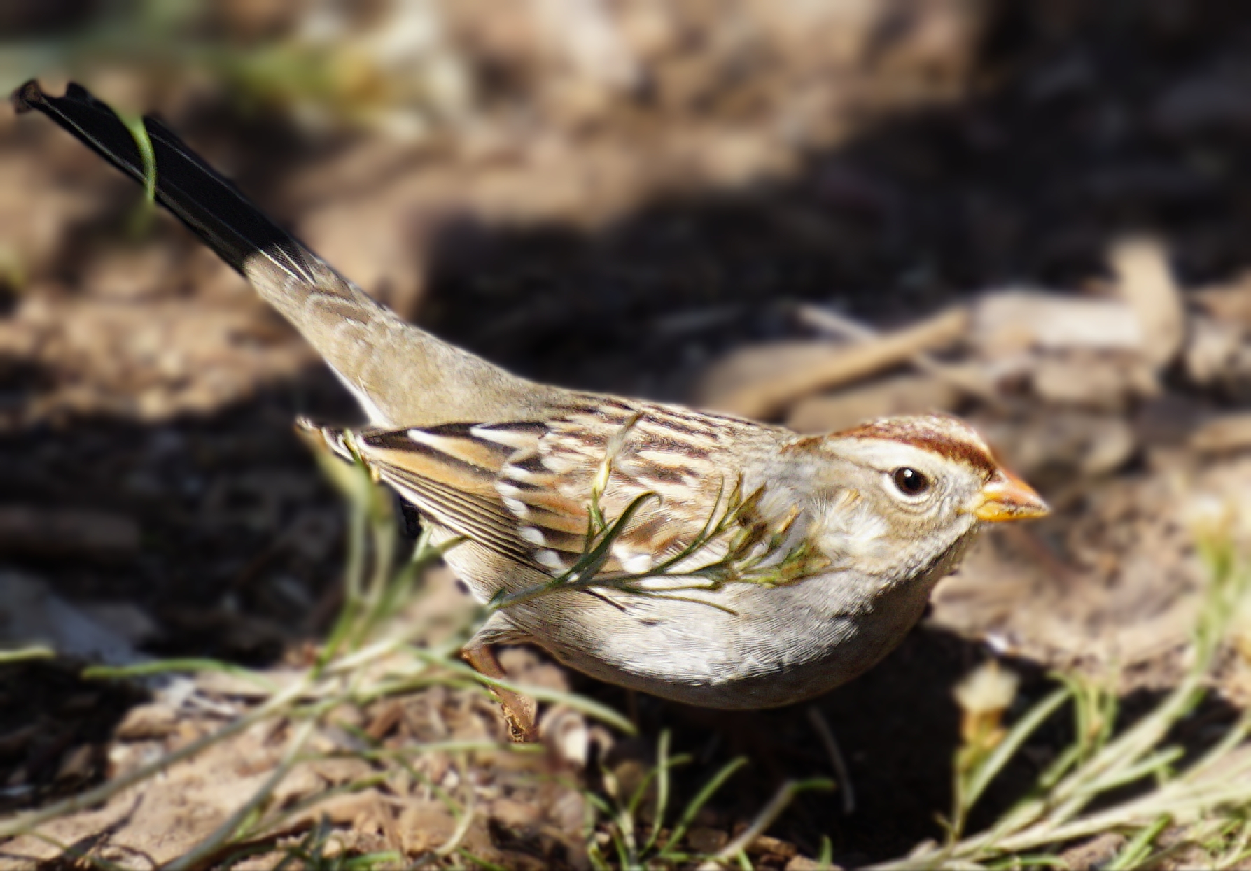00-whiteheaded-wren-DSC03420_A