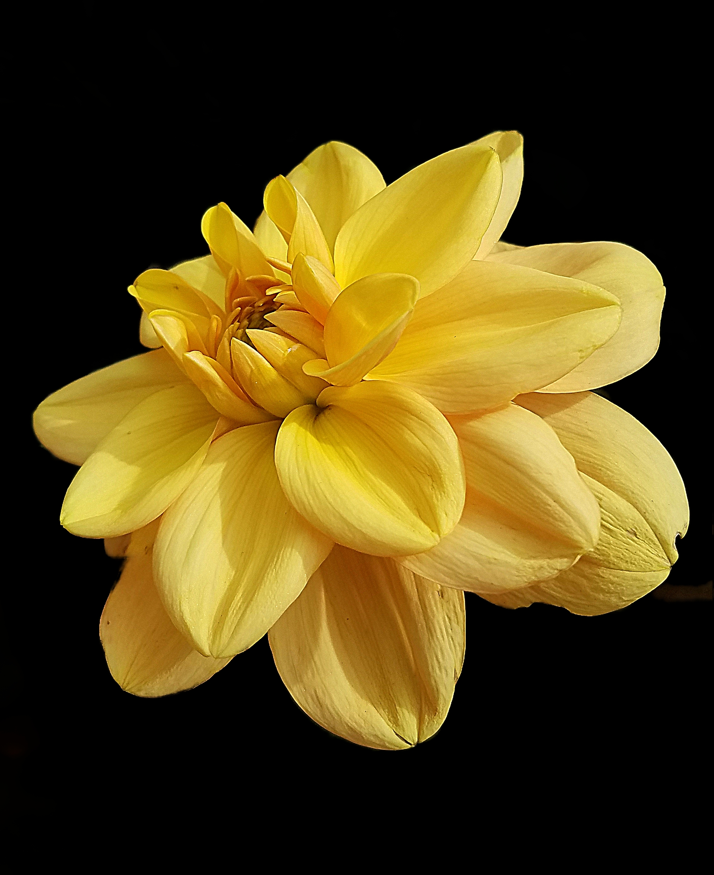 00-yellowdahilia20170930_123625_A