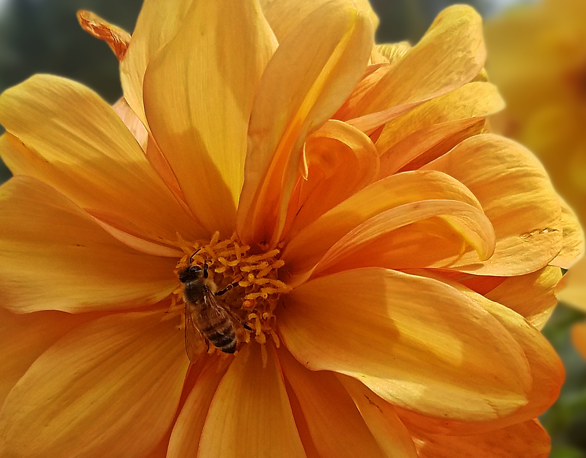 00-yellowflower-bee-20170930_123608B