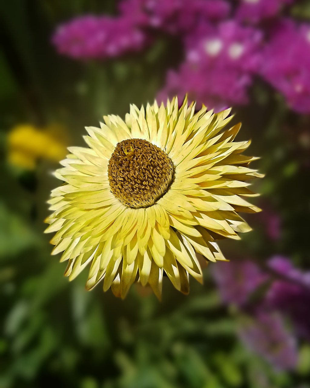 Flower of the Day – October 24, 2017-Yellow&nbsp;Strawflower