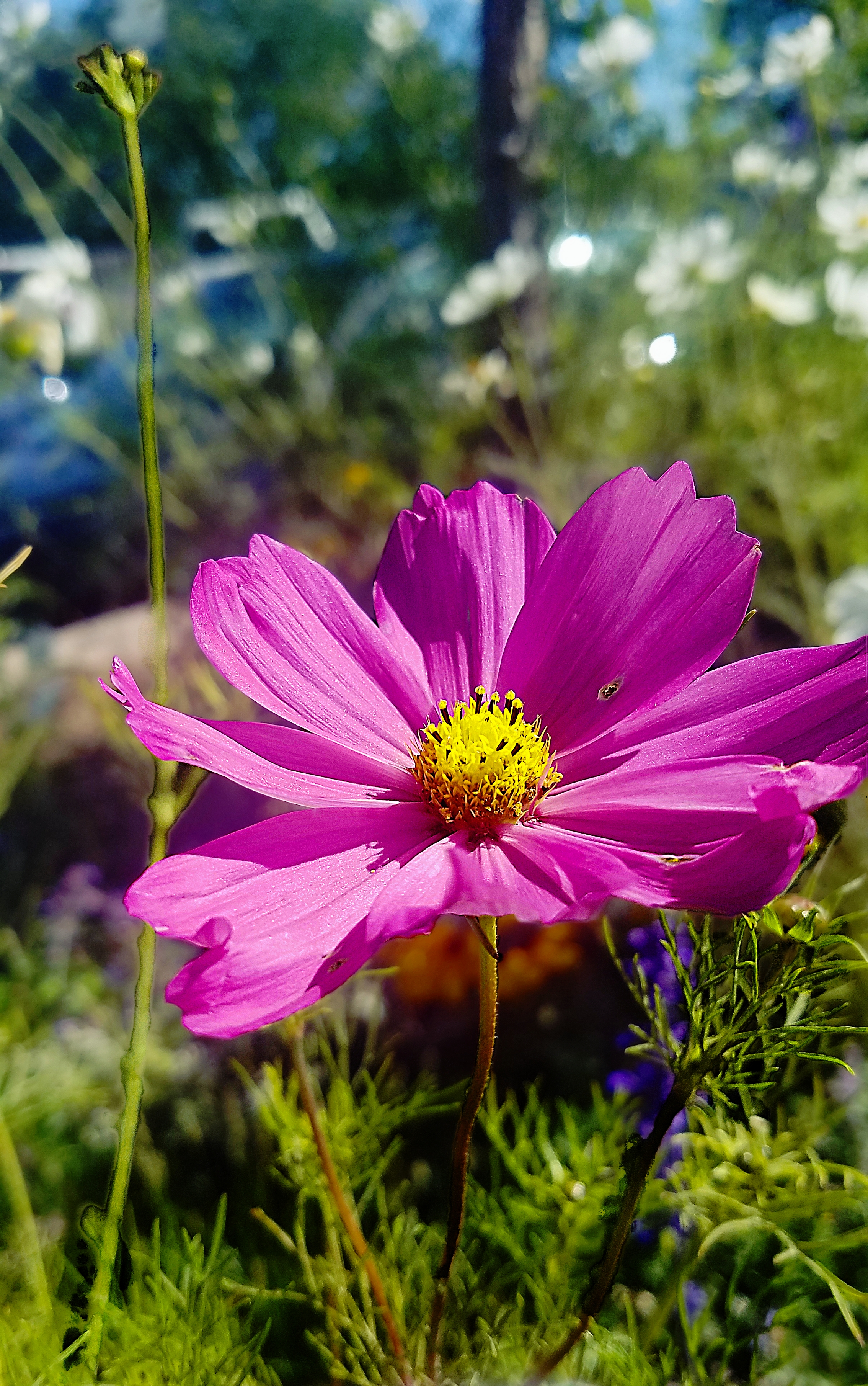 00a-pinkcoreopsis-20170930_A