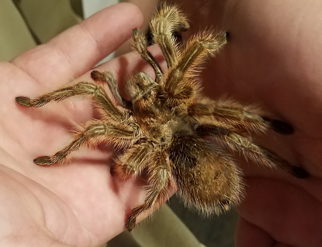 Halloween Challenge Spider – Oct&nbsp;14