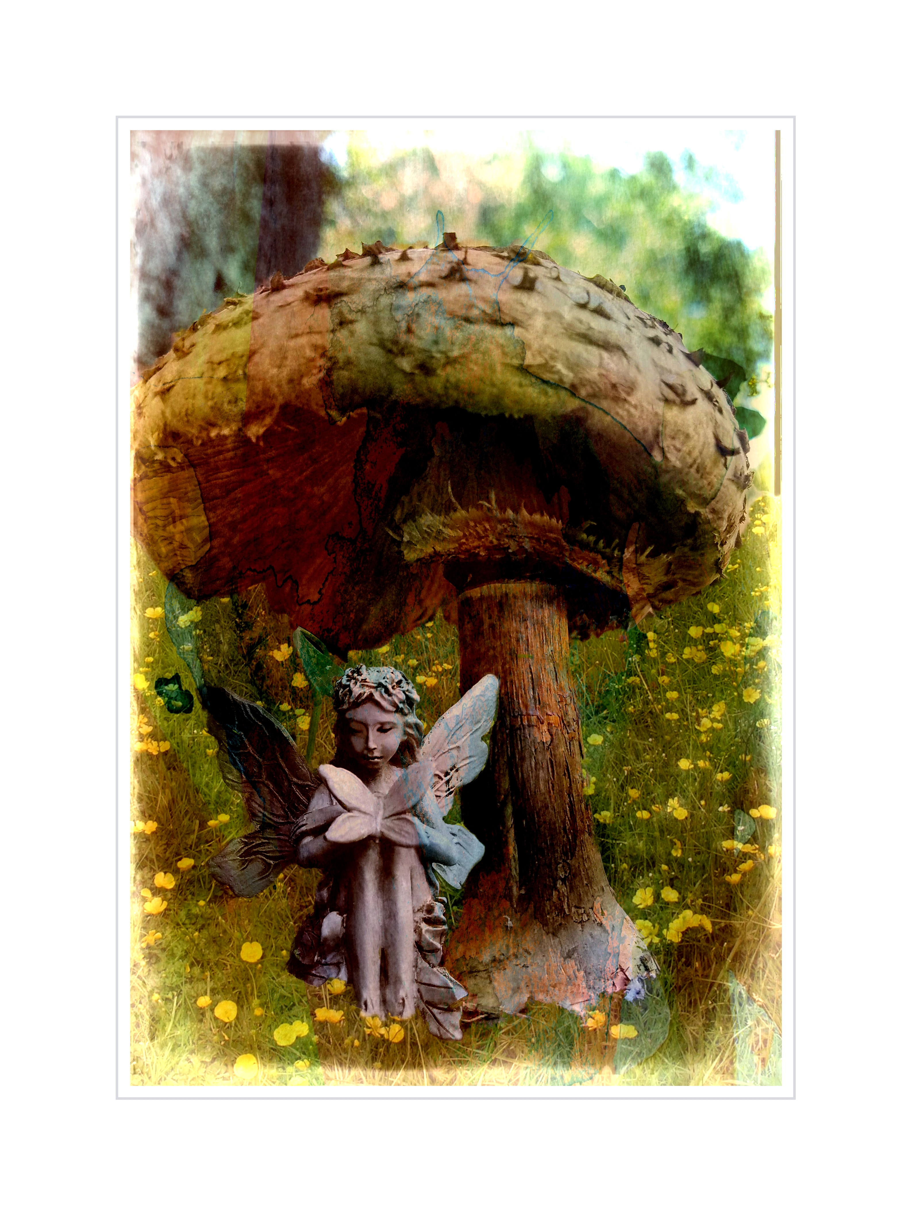 02-fairy-toadstool-woody2017_A