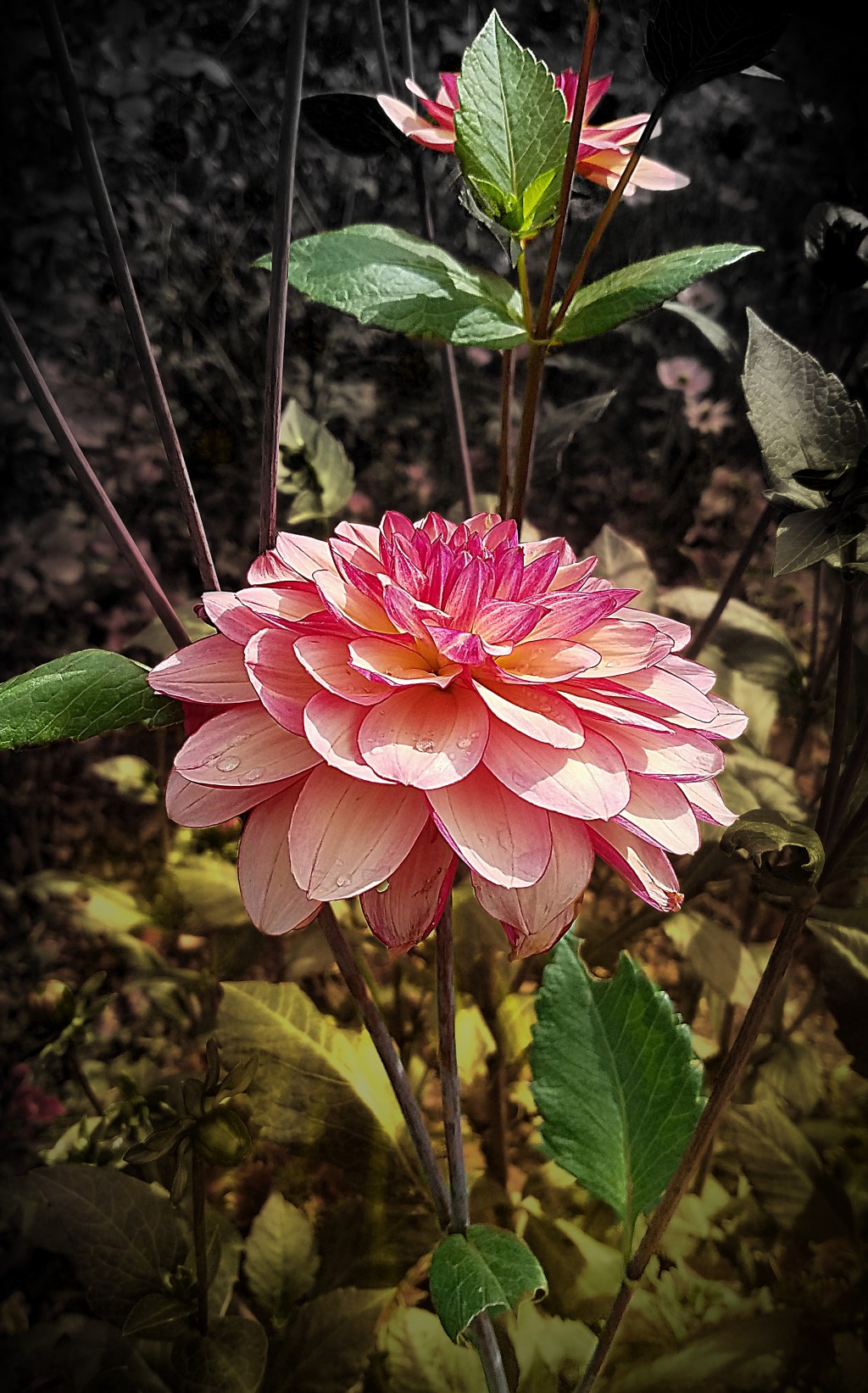 Flower of the Day – October 10,&nbsp;2017