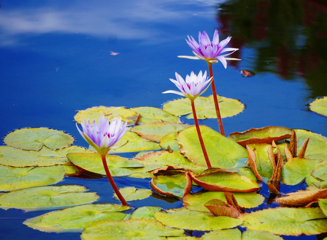 04-waterlily-DSC03260_A