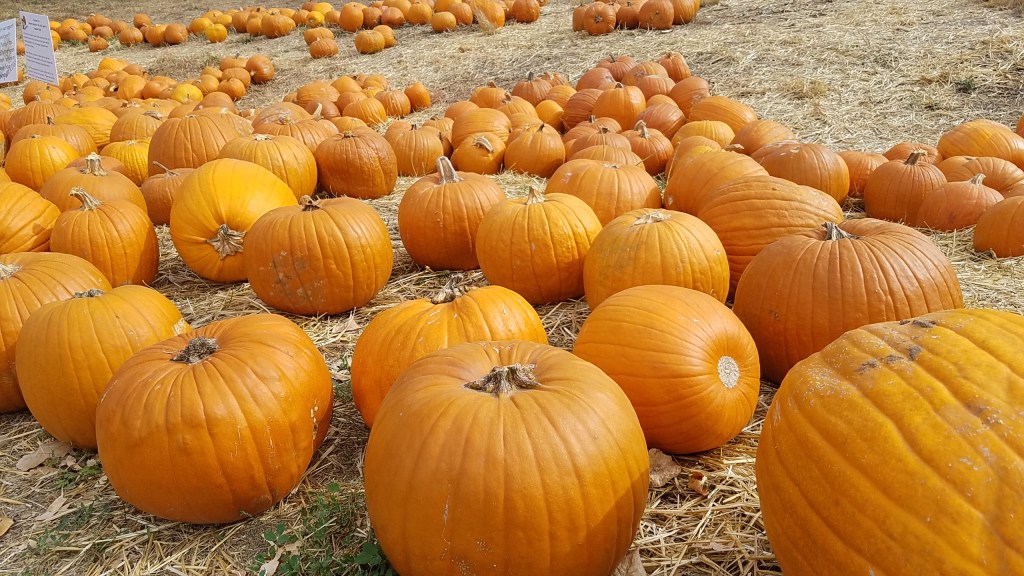 A Sea of&nbsp;Orange