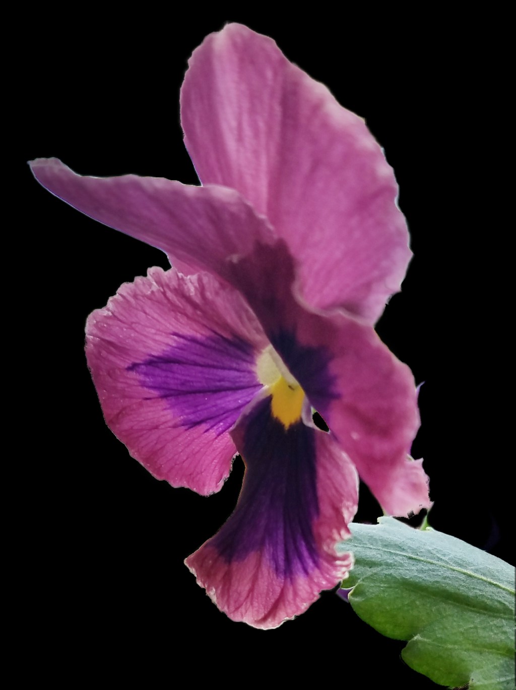 Flower of the Day – October 28, 2017 –&nbsp;Pansy