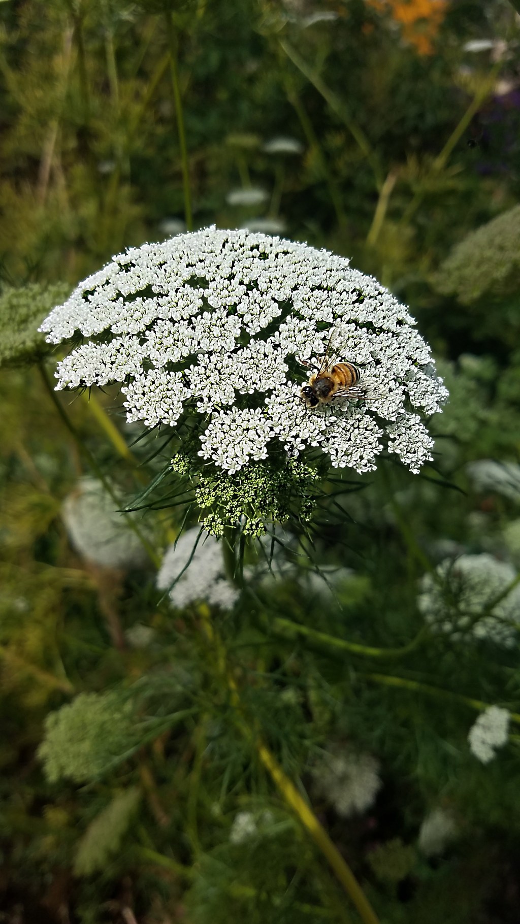 Flower of the Day – October 27, 2017-Queen Annes&nbsp;Lace