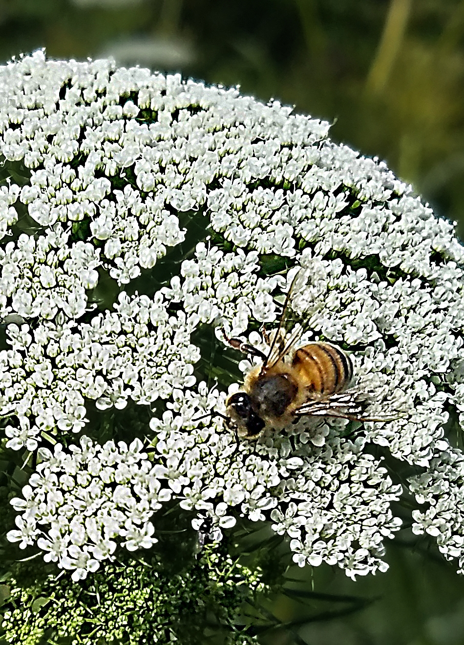 Roda’s Critter Connection&nbsp;Challenge