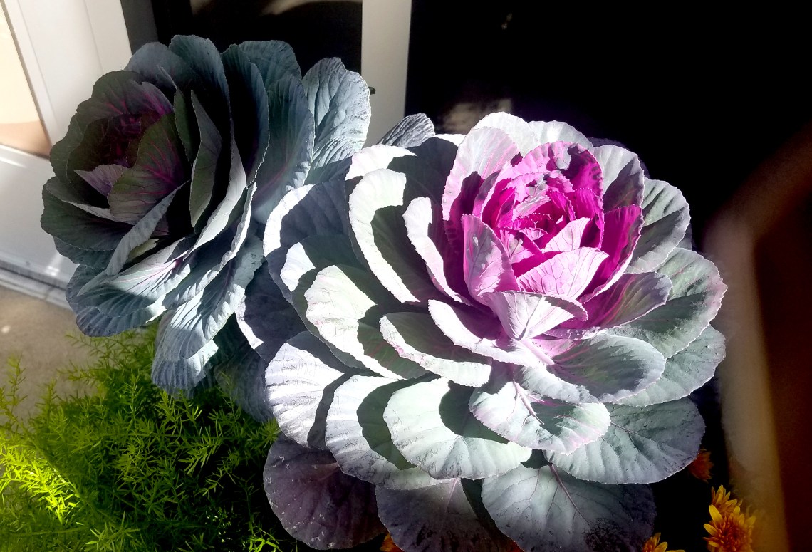 DecorativeCabbage-20170930_111926_23587103388_o