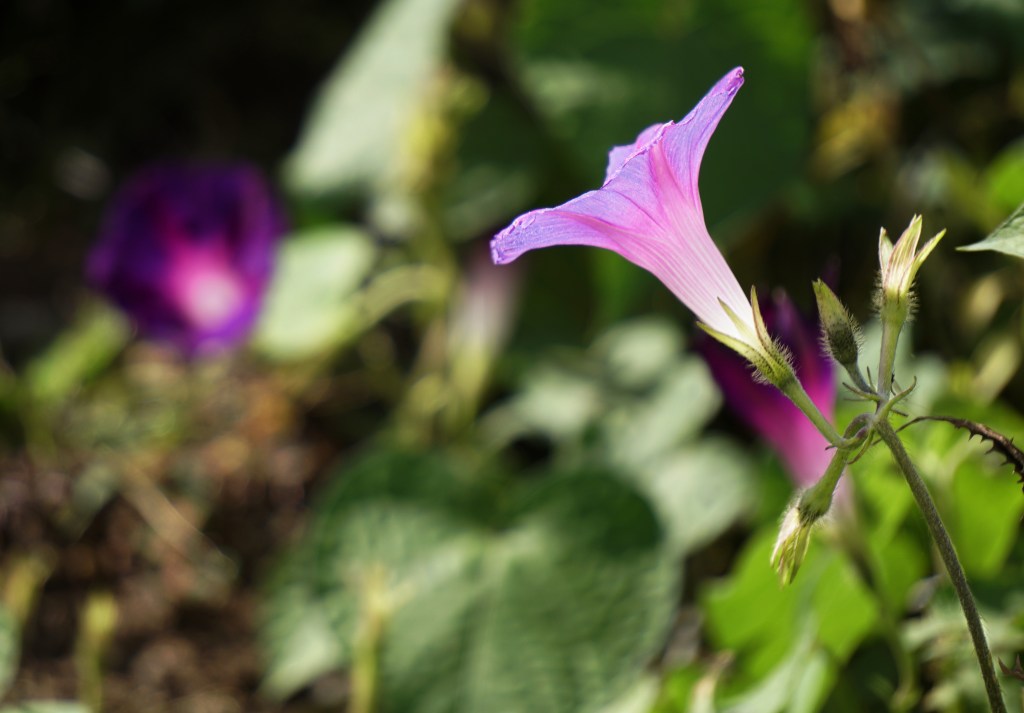 Flower of the Day – October 21, 2017-Morning&nbsp;Glory