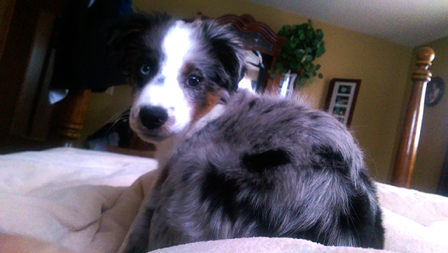 OberonBedroom-640-2015-12-25 08.19.21