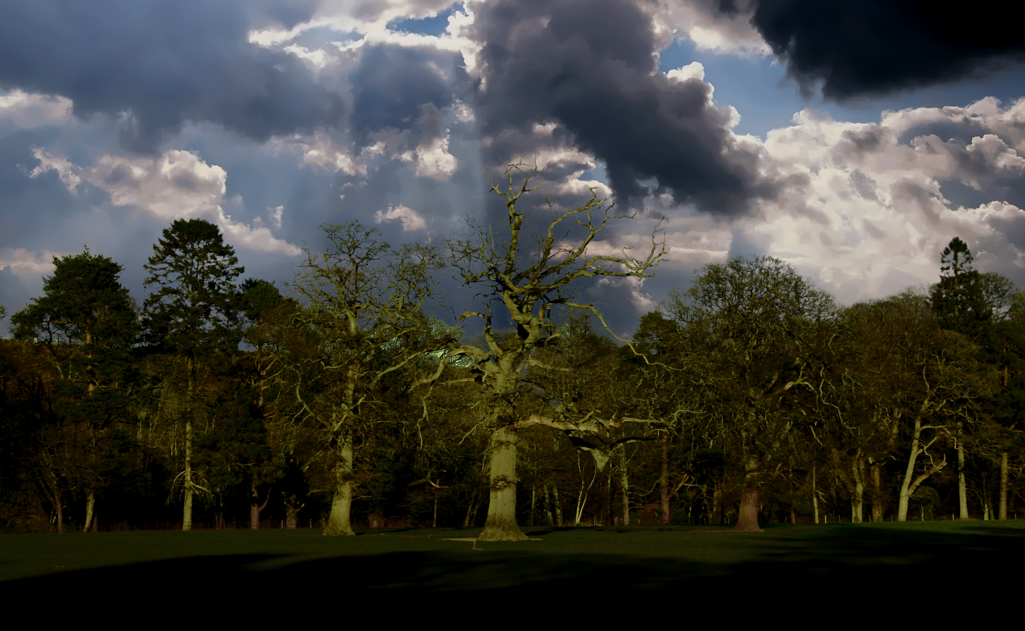 spookyscottish-forest-20090404_43