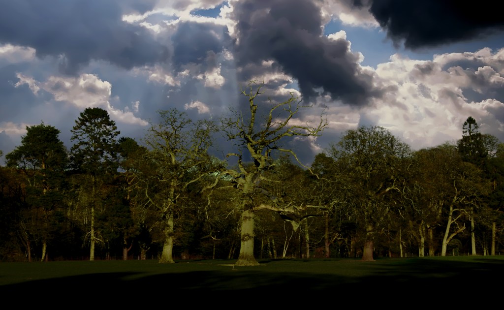 Spooky Scotish Forest