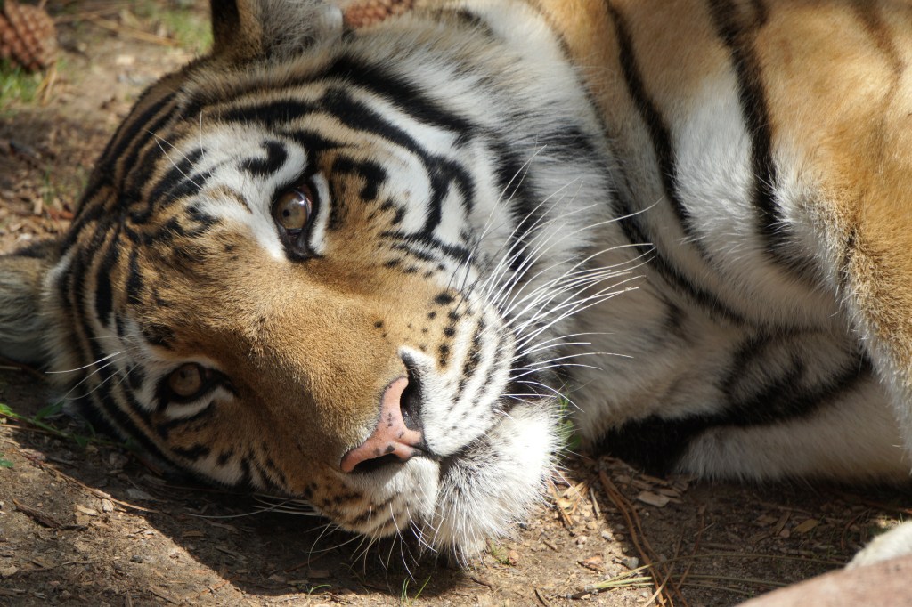 Daily Prompts –&nbsp;Tame