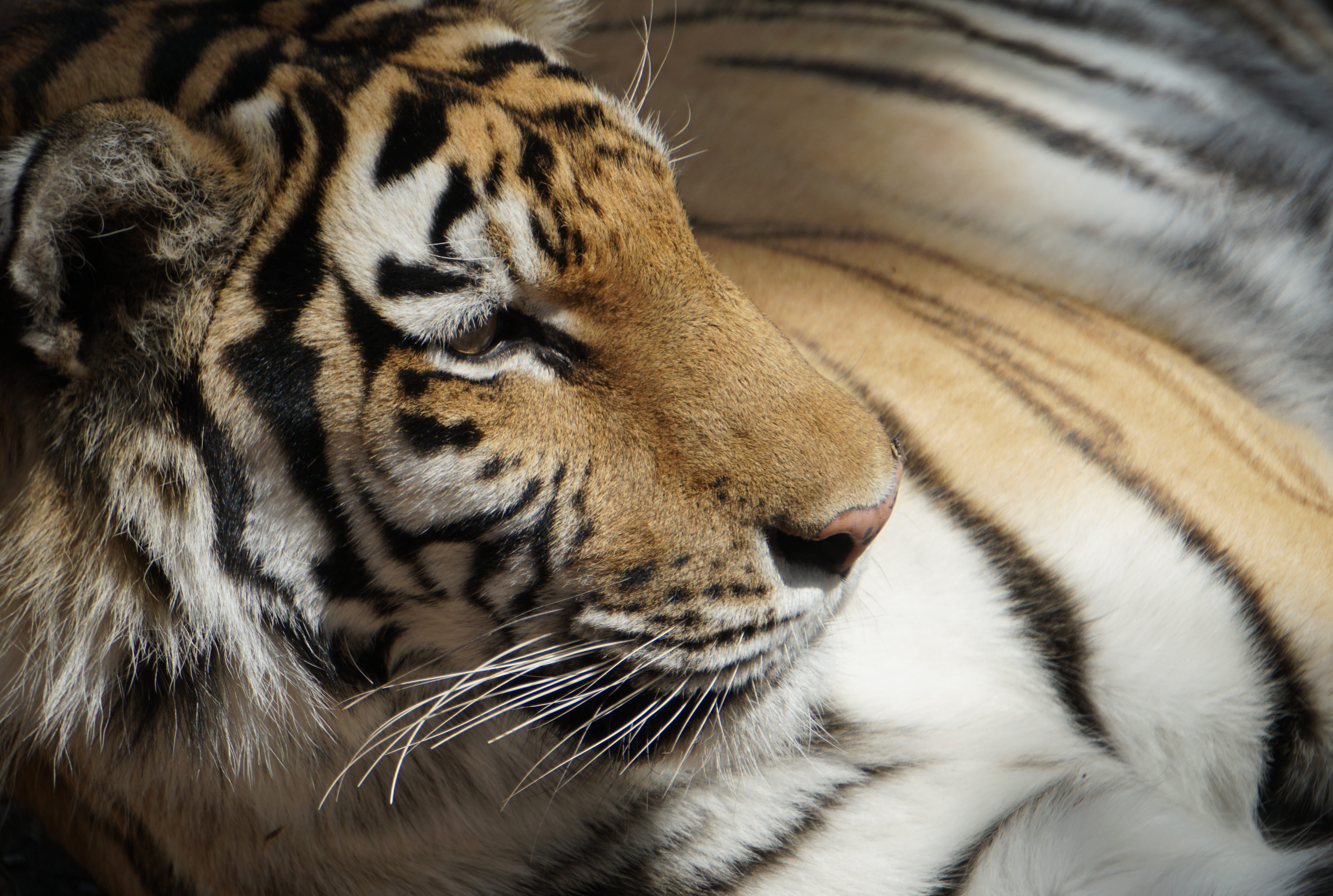 tigerDSC00816