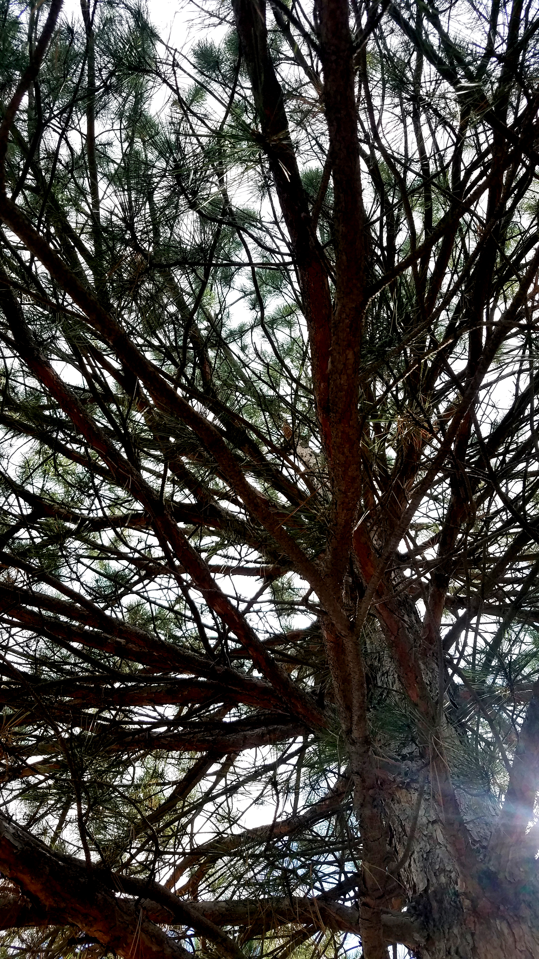 tree-20171001_141558_36729540934_o