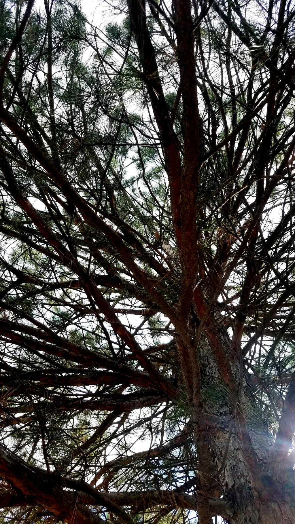 Sunday Trees –&nbsp;311