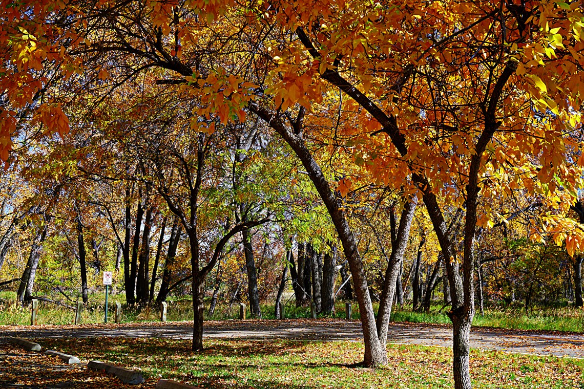 trees-10142017-DSC03518