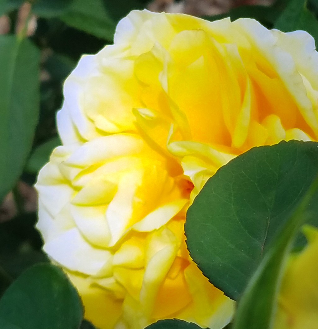 Flower of the Day – October 19, 2017 –&nbsp;Rose