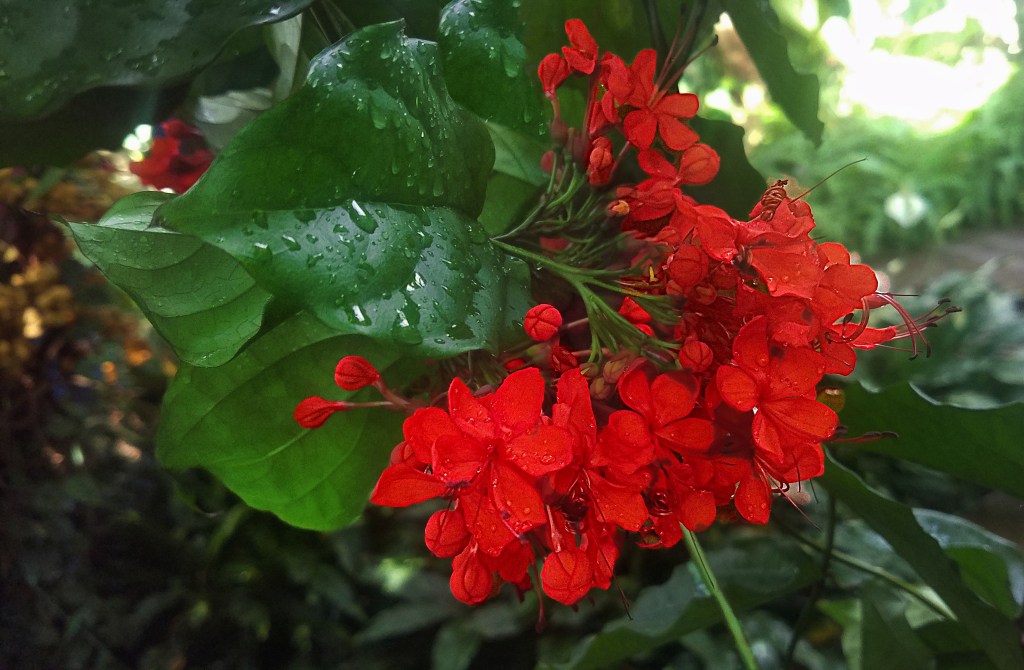 Flower of the Day – November 6,&nbsp;2017