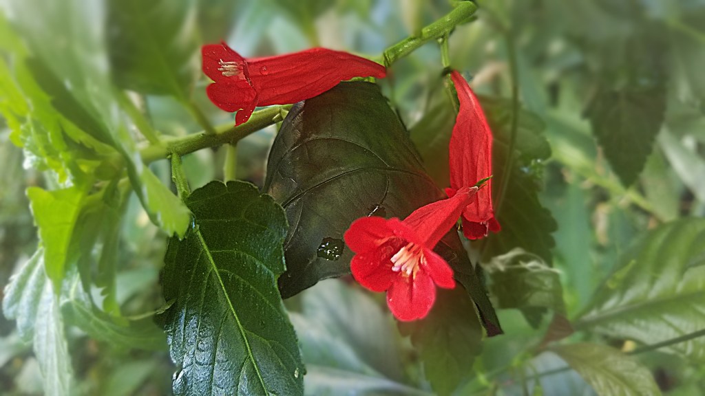 Flower of the Day – November 10,&nbsp;2017