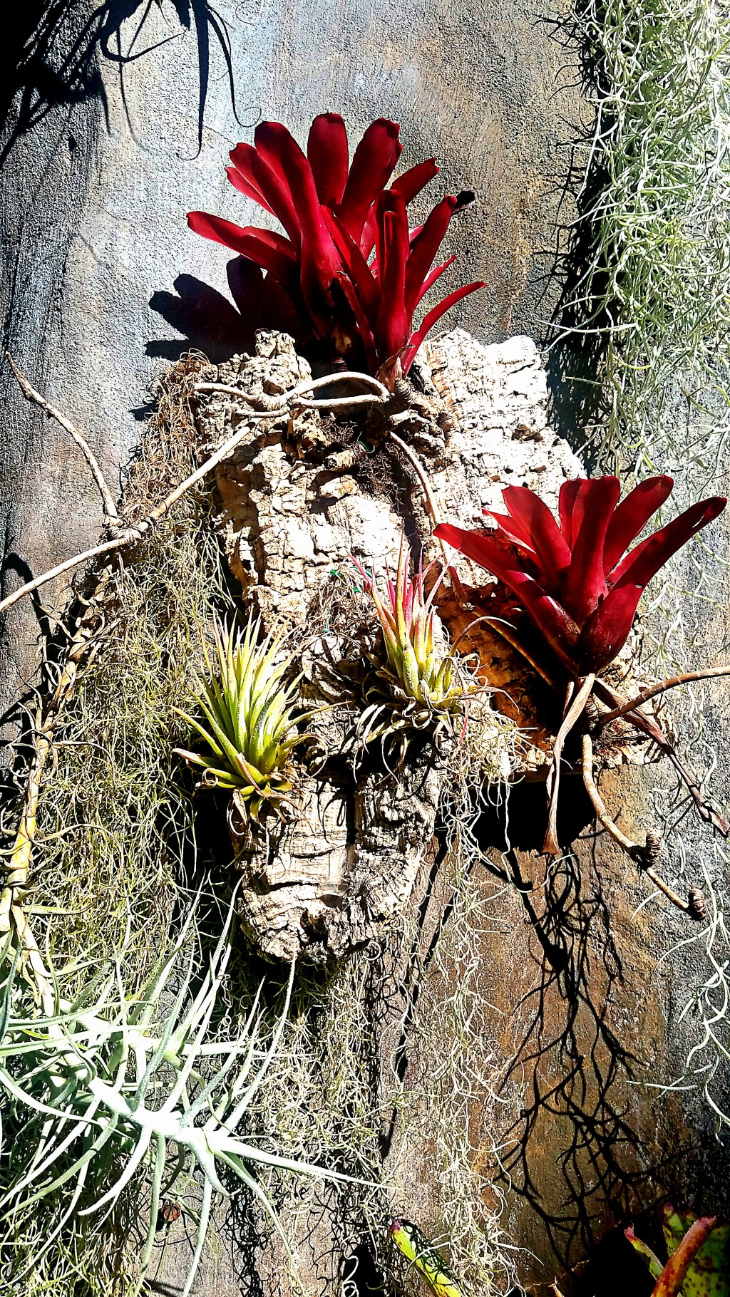 Flower of the Day – November 26,&nbsp;2017