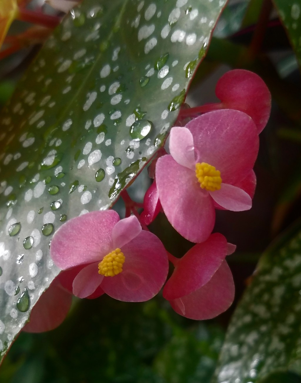 Flower of the Day – November 7, 2017 –&nbsp;Begonia
