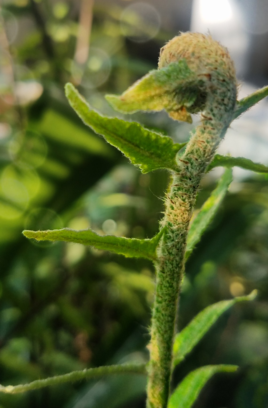 00-bokeh-fern-20171104_122409_38120710736A